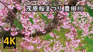 茂原桜まつり 豊田川 2024