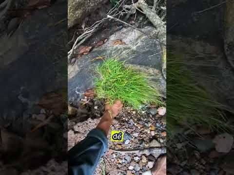 Anh ấy đã tìm thấy vàng trong một đám cỏ