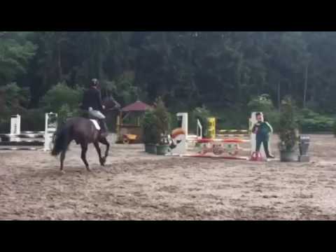 Showjumping horses for sale,  Diarado X Sandro Boy
