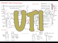 Urinary Tract Infection - Overview (signs and symptoms, pathophysiology, causes and treatment)