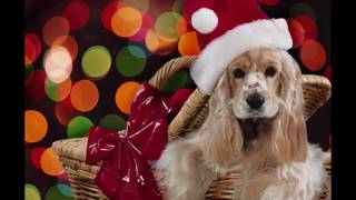 Celtic Woman~White Christmas