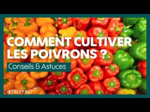 , title : 'Comment cultiver les poivrons ? - Truffaut'