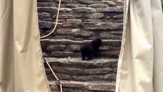 Hello Kitties  K3 Hello Kitty Enix