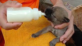 Puppies fall asleep after drink milk | BOBO Official