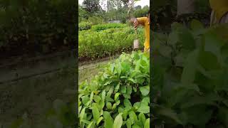 গাছ লাগাবো পরিবেশ বাচাবো