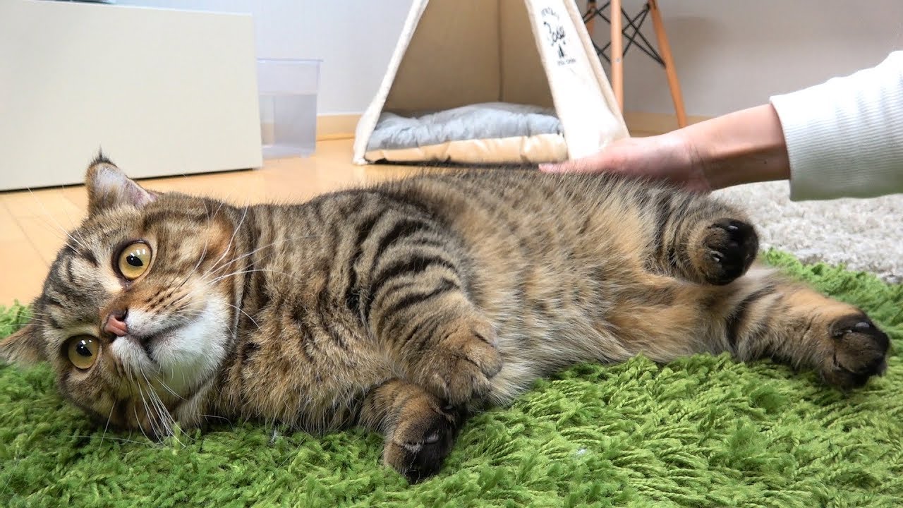 고양이들의 궁댕이를 팡팡팡 해봤어요