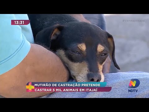 Mutirão de castração pretende castrar 5 mil animais em Itajaí
