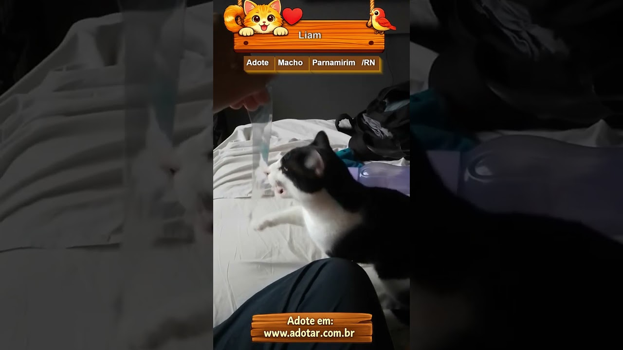 Gato raça SRD-ViraLata idade 4 anos nome Liam