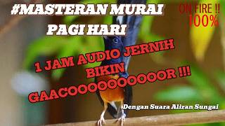 Download lagu Masteran Murai Pagi Hari Dengan Suara Aliran Sungai II 1 Jam Audio Jerni Bikin Gacoooor mp3 Download lagu Masteran Murai Pagi Hari Dengan Suara Aliran Sungai II 1 Jam Audio Jerni Bikin Gacoooor mp3