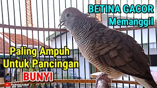 Download lagu Perkutut Lokal Gacor RONDO SEMOYO Pancingan Perkutut Paling Ampuh Langsung GACOR #perkututlokalgacor mp3 Download lagu Perkutut Lokal Gacor RONDO SEMOYO Pancingan Perkutut Paling Ampuh Langsung GACOR #perkututlokalgacor mp3