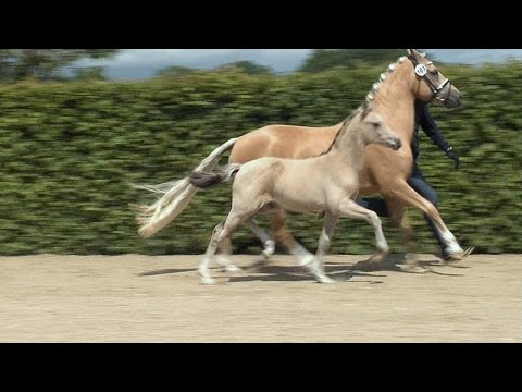 Hf Cocktailzauber x Go for Gold