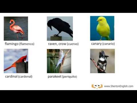 download lagu mp3 mp4 Words En Birds, download lagu Words En Birds gratis, unduh video klip Words En Birds