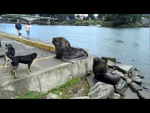 Perro v/s Lobo Marino - Dog v/s Sea Wolf (or Sea Lion) Valdivia,Chile