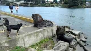 preview picture of video 'Perro v/s Lobo Marino - Dog v/s Sea Lion (Valdivia,Chile)'