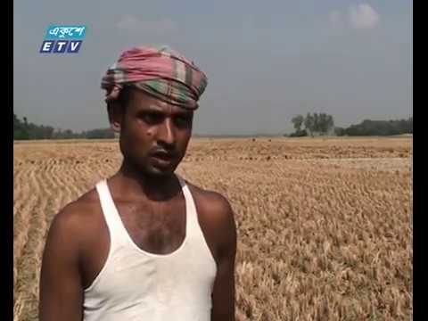 আমনের দাম নিয়ে হতাশ কৃষক