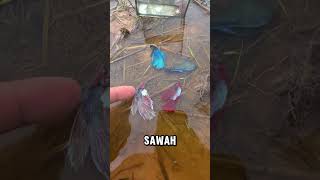 Download lagu Kok bisa ada ikan cupang di sawah? ⁉️ #ikan #sawah #cupang mp3