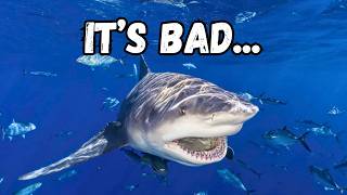 Florida Has a Shark Problem...And It's Getting Worse