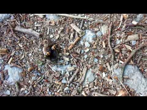 Totengräber bei der Arbeit