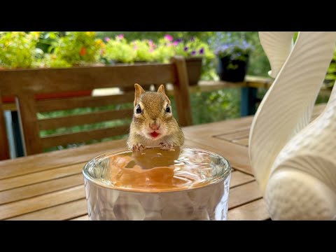 의외로 짭짭 소리내면서 물 먹는 다람쥐