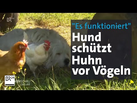"Es funktioniert": Kein Hühner-Riss mehr, seit Hund Otto da ist | BR24