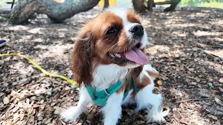 Vanilla’s Summer Vacation Day 4: A hot and sunny day