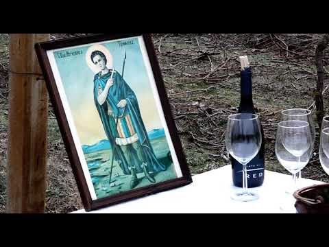 Prva rezidba vinograda