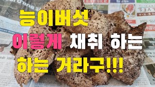 능이버섯산행 능이버섯 이렇게 채취 하는 거라구!!! 경기북부지방 늦능이버섯 대박산행