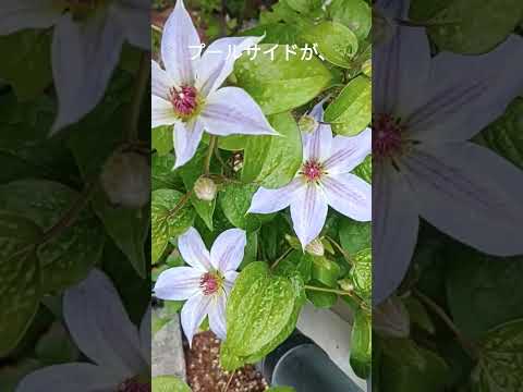 直立したクレマチス 植物