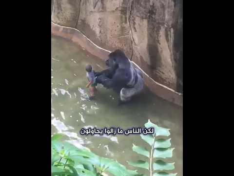 اللحظات الأخيرة للغوريلا هارامبي