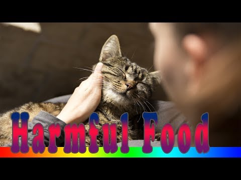 Foods Cats Can't Eat - Top 8 Foods That Are Bad For Your Cat