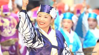 『踊り陣 叶和』2026高知よさこい祭り(８月12日　全国大会)　帯屋町演舞場