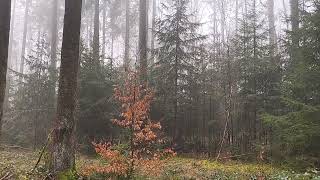 Herrnhuter Losung, Samstag, der 15.02.2025