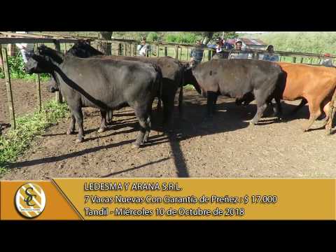 10-10-18 Venta de Vientres - Ledesma y Arana S.R.L. - Tandil