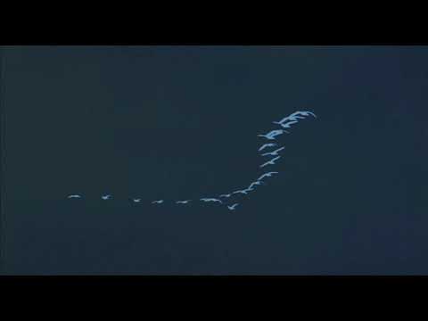 Le Peuple Migrateur - To be by your side [Nick Cave - Winged Migration]