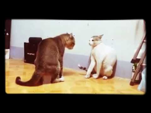 Ramesh.funny.videos 😁😁😁