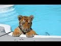 CUTEST Baby Tiger Videos That You Have To See Cute Baby Animals