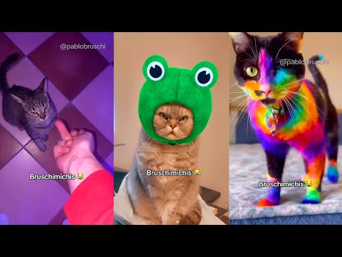 3 Horas de Gatos Tan Graciosos Que No Podrás Dejar de Reír 🤣