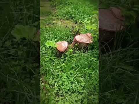 Удаление пней, дробилка бобёр 🦫