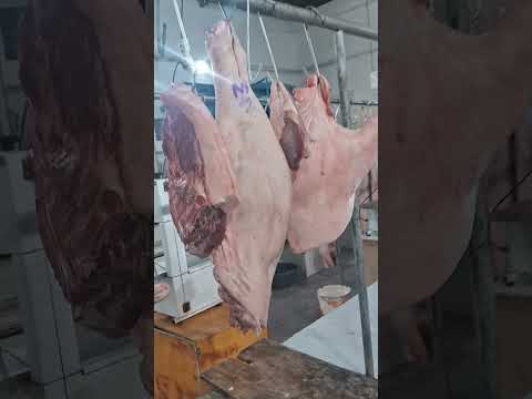 bode de primeira qualidade na feira de vicência pe