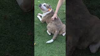 Video preview image #1 American Staffordshire Terrier-Unknown Mix Puppy For Sale in Calhoun, GA, USA