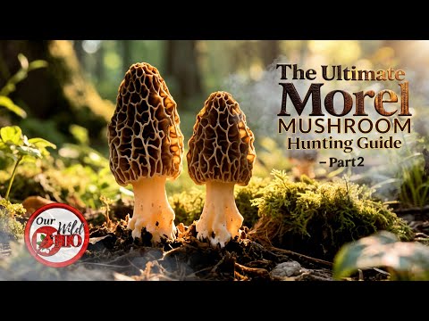 The Ultimate Morel Mushroom Hunting Guide PART 2