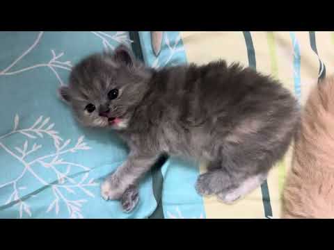 Kitten Hissing for the First Time – Tiny but Fierce! 😼⚡