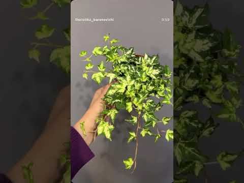 фото плющ голден джут 0