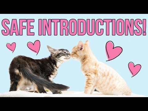 Safely Introducing Kittens (From Different Litters!) - YouTube