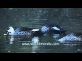 Spotbill Ducks In A Wetland Rajasthan