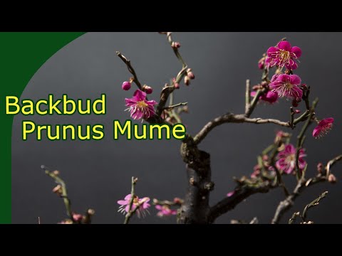 Developing ramification on Prunus Mume (Winter Flowering Japanese Apricot)
