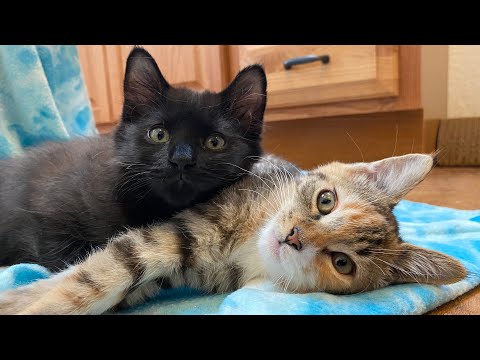 MEET MAZ AND CALYPSO! (We adopted 2 new kittens)