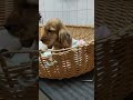 English Cocker Spaniel puppy