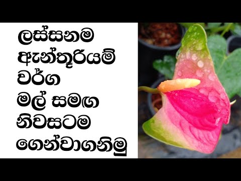 ඇන්තූරියම් වර්ග හදුනාගෙන මිලදී ගනිමු | anthurium varieties | anthurium plants | anthurium wagawa