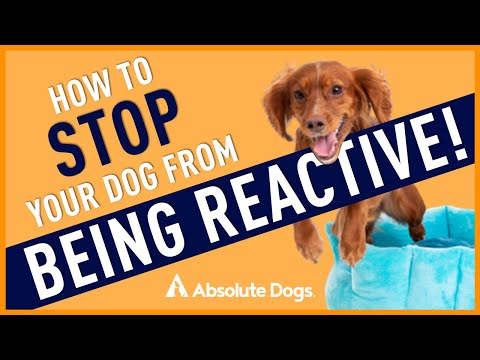 What To Do When Your Dog BARKS, Lunges or REACTS